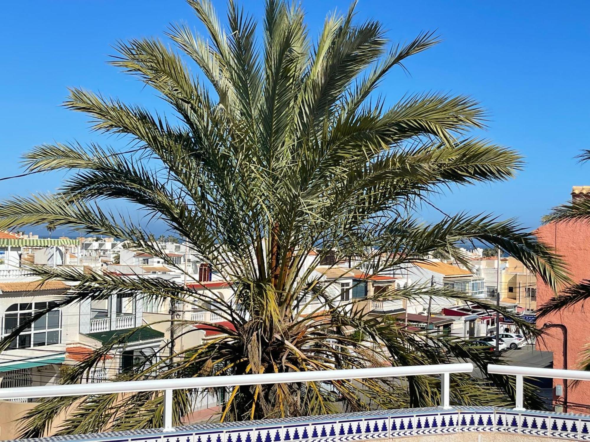 Anna'S Garden Bed & Breakfast Torrevieja Dış mekan fotoğraf